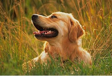 育碧波尔多聘请Rik担任首席编剧 继续开发AC系列新作